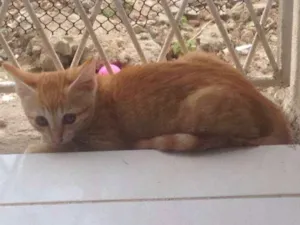 Gato raça INDEFINIDA idade 2 a 6 meses nome SEM NOME