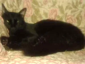 Gato raça SRD idade 2 anos nome Pretinho GRATIFICA
