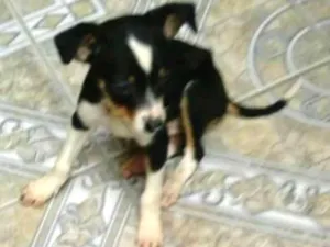 Cachorro raça Sem raça definida idade Abaixo de 2 meses nome Sem nomes