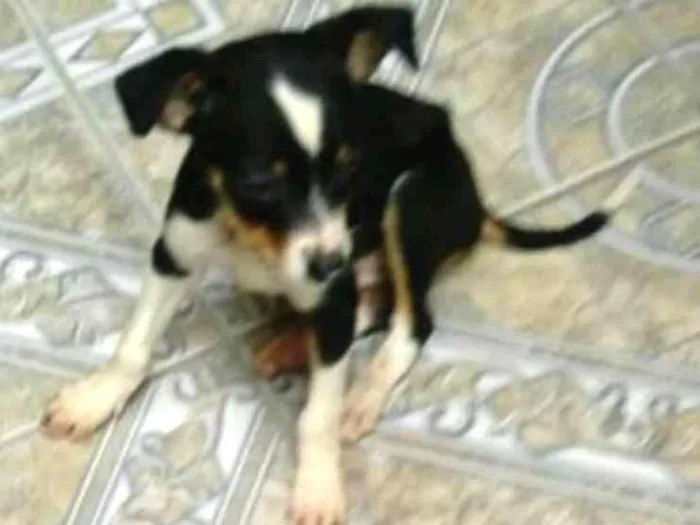Cachorro ra a Sem raça definida idade Abaixo de 2 meses nome Sem nomes