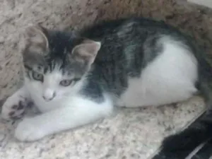 Gato raça viralata  idade 1 ano nome Flor