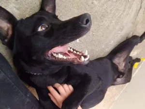 Cachorro raça Vira lata idade 1 ano nome Negão