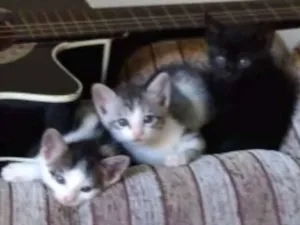 Gato raça  idade Abaixo de 2 meses nome Sem nome