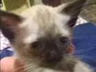 Gato raça Sienes idade 2 a 6 meses nome Sem