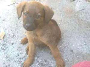 Cachorro raça  idade 2 a 6 meses nome magnus