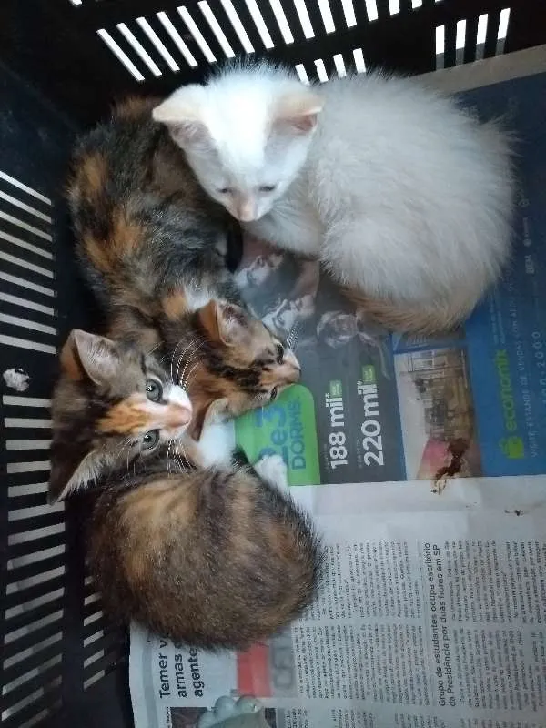 Gato ra a SRD idade Abaixo de 2 meses nome sem nomes