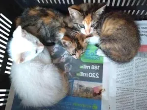 Gato raça SRD idade Abaixo de 2 meses nome sem nomes
