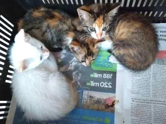 Gato ra a SRD idade Abaixo de 2 meses nome sem nomes