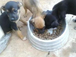 Cachorro raça Vira lata idade Abaixo de 2 meses nome Sem nome ainda