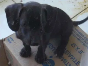 Cachorro raça vira lata idade 7 a 11 meses nome angu