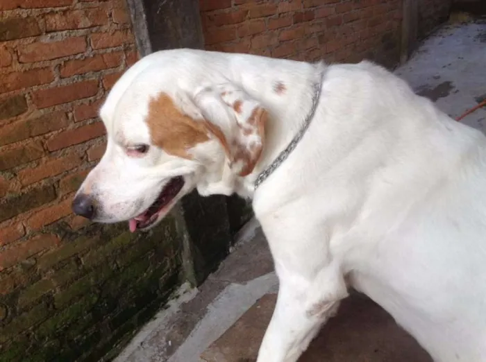 Cachorro ra a SRD idade 6 ou mais anos nome Max