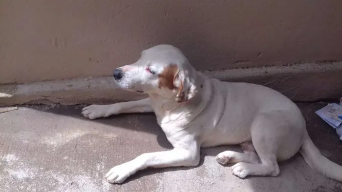 Cachorro ra a SRD idade 6 ou mais anos nome Max