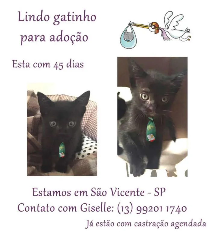 Gato ra a SRD idade Abaixo de 2 meses nome Menino1