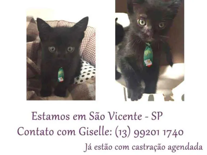 Gato ra a SRD idade Abaixo de 2 meses nome Menino1