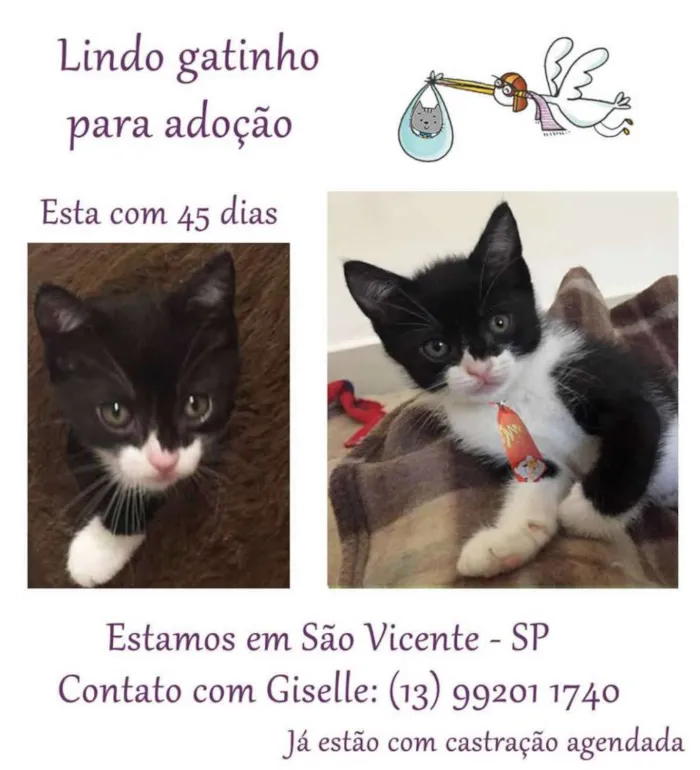 Gato ra a SRD idade Abaixo de 2 meses nome menino2