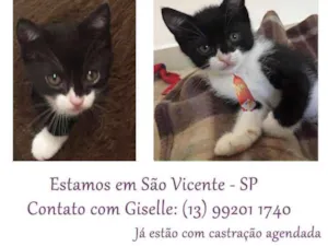 Gato raça SRD idade Abaixo de 2 meses nome menino2
