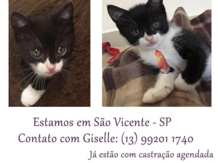 Gato ra a SRD idade Abaixo de 2 meses nome menino2
