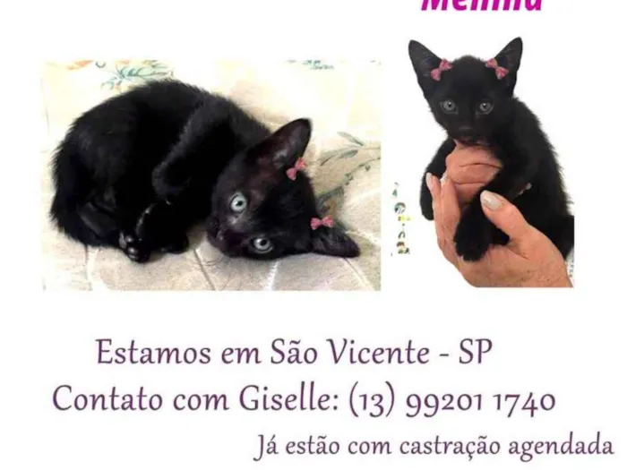 Gato ra a Srd idade Abaixo de 2 meses nome menina
