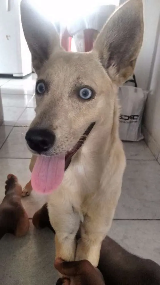 Cachorro raça Vira-lata idade 2 a 6 meses nome Luna