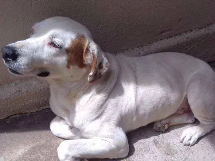 Cachorro ra a SRD idade 6 ou mais anos nome Max