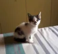 Lancelot