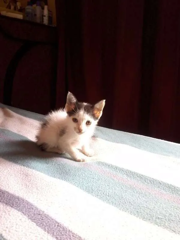 Gato ra a vira lata idade 2 a 6 meses nome Toth