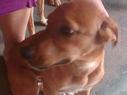 Cachorro ra a Mestiço  idade 2 a 6 meses nome Bob