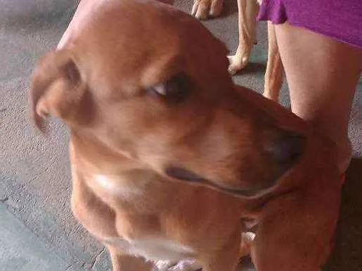 Cachorro ra a Mestiço  idade 2 a 6 meses nome Bob