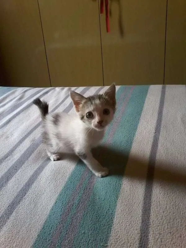 Cachorro ra a vira lata idade 2 a 6 meses nome Aurora