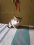 Moana
