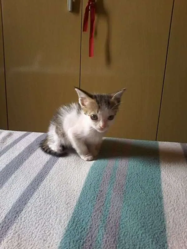 Gato ra a vira lata idade Abaixo de 2 meses nome Moana