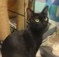 Ebony