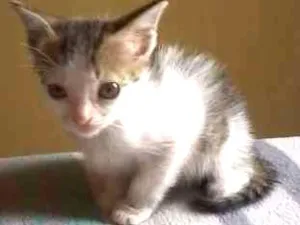 Gato raça vira lata idade Abaixo de 2 meses nome Moana