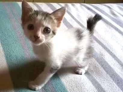Cachorro ra a vira lata idade 2 a 6 meses nome Aurora