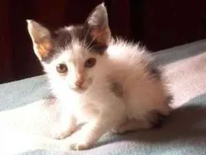 Gato raça vira lata idade 2 a 6 meses nome Toth