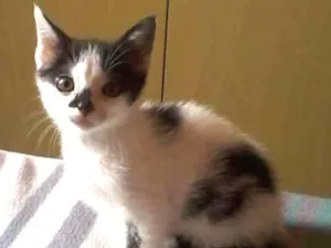 Gato raça vira lata idade 2 a 6 meses nome Lancelot