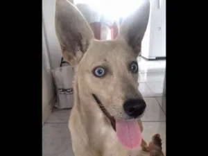 Cachorro raça Vira-lata idade 2 a 6 meses nome Luna