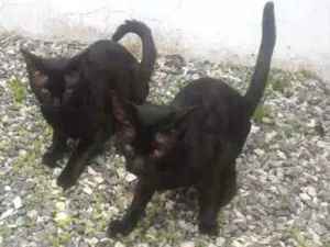 Gato raça indefinida idade 1 ano nome Jacob
