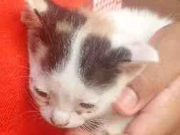 Gato raça Não sei informar  idade 2 a 6 meses nome Bibi e Fininha