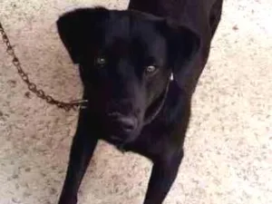 Cachorro raça  idade  nome Ozzy