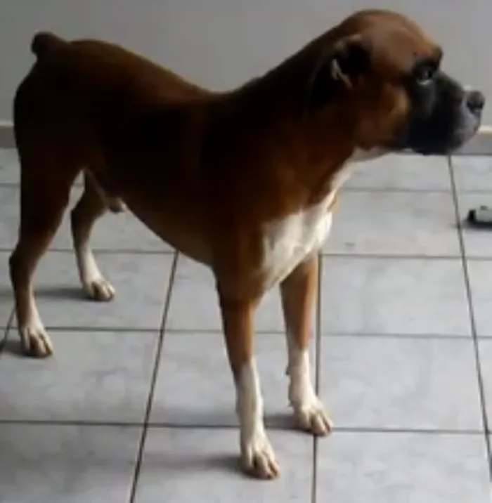 Cachorro ra a Boxer idade 6 ou mais anos nome Messi