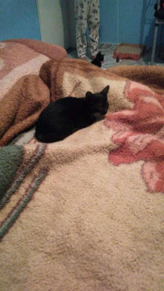 Gato ra a Vira lata idade 2 a 6 meses nome Mia