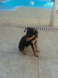 pretinha