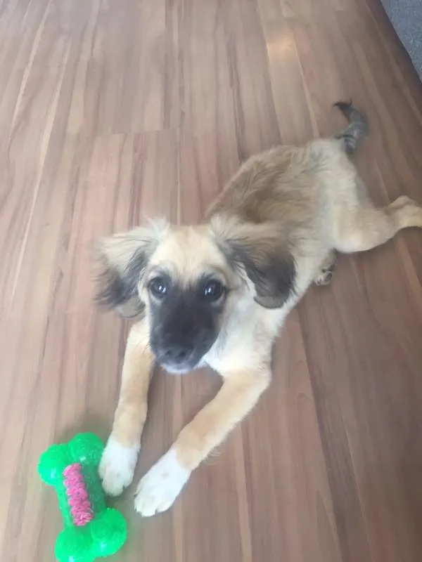 Cachorro raça Vira Lata idade 2 a 6 meses nome Cusco