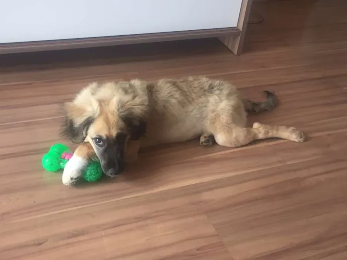 Cachorro raça Vira Lata idade 2 a 6 meses nome Cusco