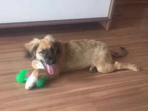 Cachorro raça Vira Lata idade 2 a 6 meses nome Cusco