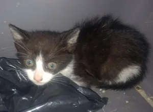 Gato raça SRD idade 2 a 6 meses nome Frajolinha