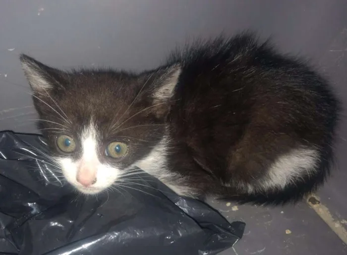Gato ra a SRD idade 2 a 6 meses nome Frajolinha