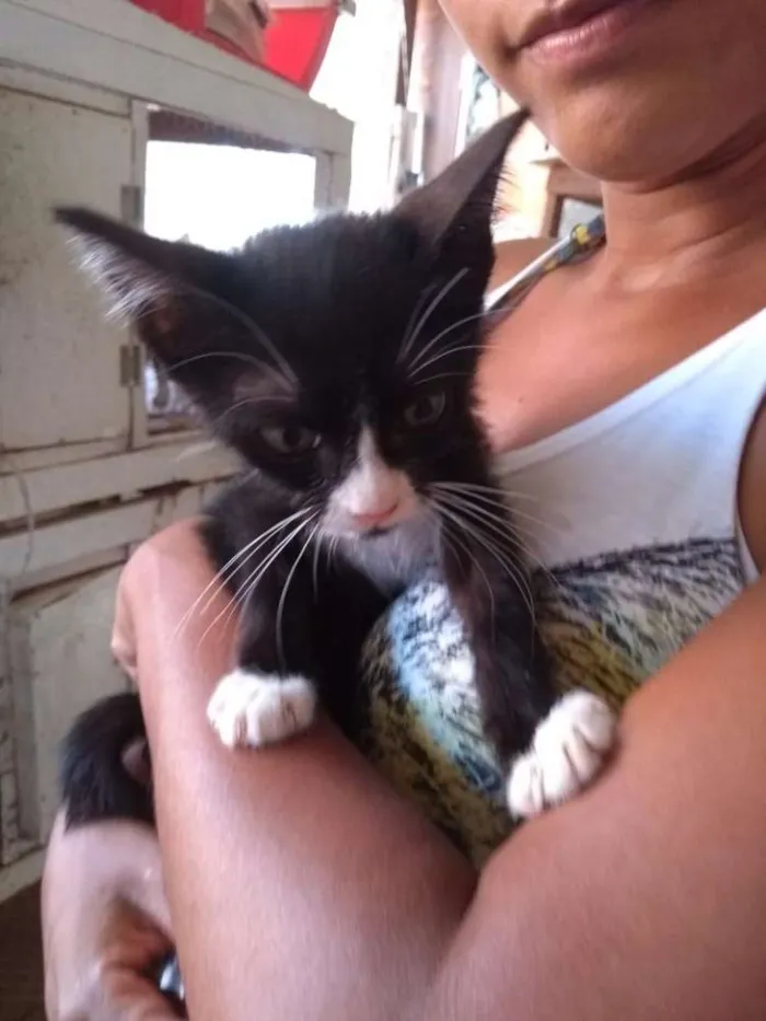 Gato raça Sem raça idade Abaixo de 2 meses nome Julia