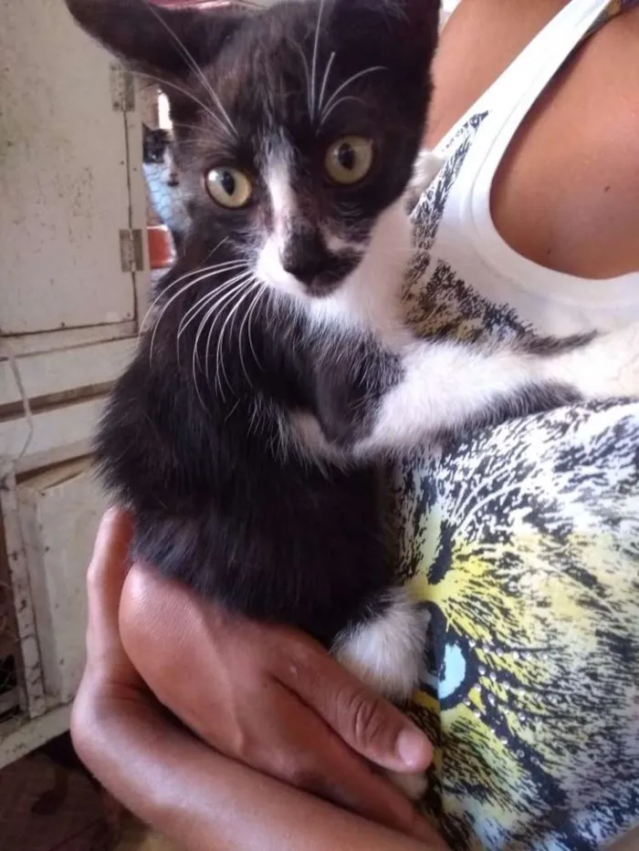 Gato raça Sem raça idade Abaixo de 2 meses nome Julia